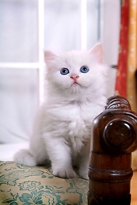 포토 JPG 동물 척추동물 한마리 육지동물 포유류 실내 사람없음 반려동물 고양이 동물라이프 반려 페르시안 반려묘 국내포토 1 라이프스타일 내부 파일형식