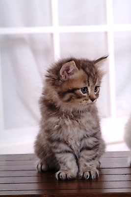 포토 JPG 동물 척추동물 한마리 육지동물 포유류 실내 사람없음 반려동물 고양이 동물라이프 반려 페르시안 반려묘 국내포토 1 라이프스타일 내부 파일형식