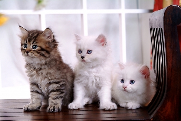 포토 JPG 동물 척추동물 육지동물 포유류 실내 세마리 사람없음 반려동물 고양이 동물라이프 반려 페르시안 반려묘 국내포토 라이프스타일 3 내부 파일형식