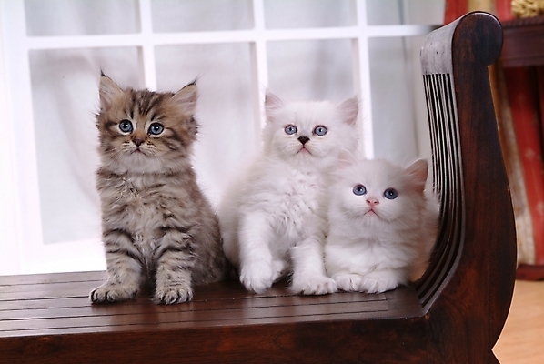 포토 JPG 동물 척추동물 육지동물 포유류 실내 세마리 사람없음 반려동물 고양이 동물라이프 반려 페르시안 반려묘 국내포토 라이프스타일 3 내부 파일형식