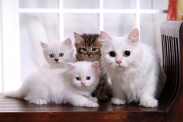 포토 JPG 동물 척추동물 육지동물 여러마리 포유류 실내 사람없음 반려동물 고양이 동물라이프 반려 페르시안 반려묘 국내포토 라이프스타일 다수 내부 파일형식