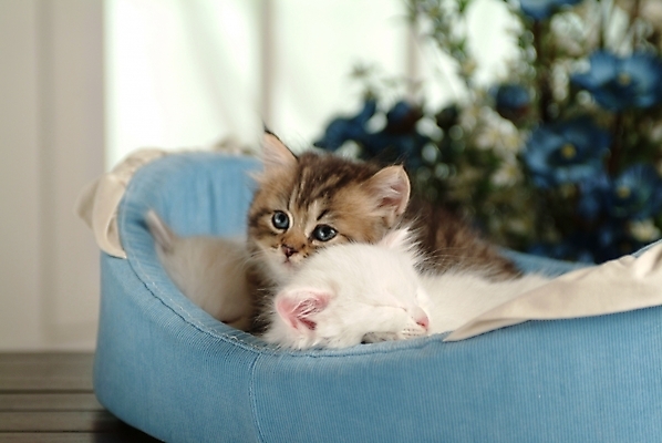 포토 JPG 식물 동물 척추동물 한마리 육지동물 포유류 실내 사람없음 반려동물 고양이 동물라이프 반려 페르시안 반려묘 국내포토 1 라이프스타일 내부 파일형식