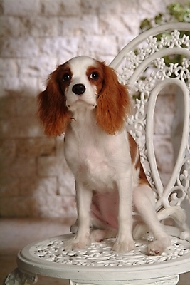 포토 JPG 동물 척추동물 한마리 육지동물 반려견 의자 포유류 실내 사람없음 반려동물 코커스패니얼 스패니얼 개 강아지 반려 캐벌리어킹찰스스파니엘 국내포토 1 가구 내부 킹찰스스패니얼 파일형식
