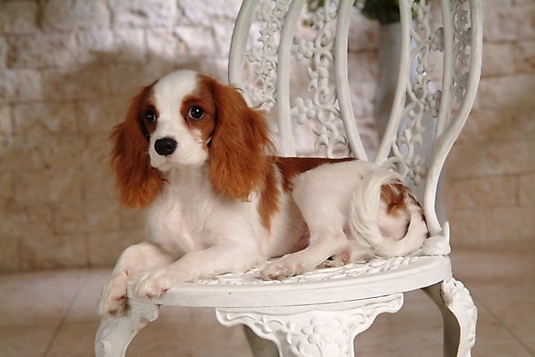 포토 JPG 동물 척추동물 한마리 육지동물 반려견 의자 포유류 실내 사람없음 반려동물 코커스패니얼 스패니얼 개 강아지 반려 캐벌리어킹찰스스파니엘 국내포토 1 가구 내부 킹찰스스패니얼 파일형식