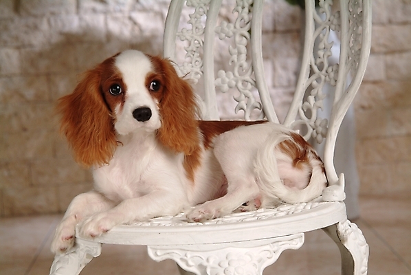 포토 JPG 동물 척추동물 한마리 육지동물 반려견 의자 포유류 실내 사람없음 반려동물 코커스패니얼 스패니얼 개 강아지 반려 캐벌리어킹찰스스파니엘 국내포토 1 가구 내부 킹찰스스패니얼 파일형식