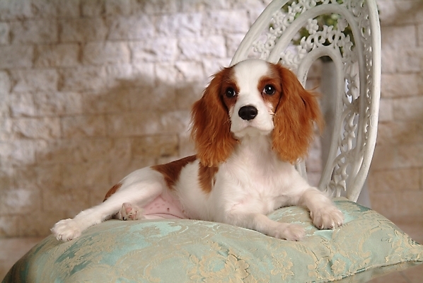 포토 JPG 동물 척추동물 한마리 육지동물 반려견 의자 포유류 실내 방석 사람없음 반려동물 코커스패니얼 스패니얼 개 강아지 반려 캐벌리어킹찰스스파니엘 국내포토 1 가구 내부 킹찰스스패니얼 파일형식