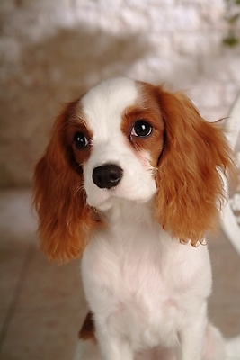 포토 JPG 동물 척추동물 한마리 육지동물 반려견 포유류 실내 사람없음 반려동물 코커스패니얼 스패니얼 개 강아지 반려 캐벌리어킹찰스스파니엘 국내포토 1 내부 킹찰스스패니얼 파일형식