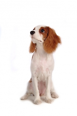 포토 JPG 스튜디오촬영 동물 척추동물 한마리 육지동물 반려견 포유류 사람없음 반려동물 스패니얼 개 강아지 반려 캐벌리어킹찰스스파니엘 국내포토 1 실내 킹찰스스패니얼 파일형식