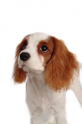 포토 JPG 스튜디오촬영 동물 척추동물 한마리 육지동물 반려견 포유류 사람없음 반려동물 스패니얼 개 강아지 반려 캐벌리어킹찰스스파니엘 국내포토 1 실내 킹찰스스패니얼 파일형식