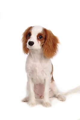 포토 JPG 스튜디오촬영 동물 척추동물 한마리 육지동물 반려견 포유류 사람없음 반려동물 스패니얼 개 강아지 반려 캐벌리어킹찰스스파니엘 국내포토 1 실내 킹찰스스패니얼 파일형식
