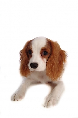 포토 JPG 스튜디오촬영 동물 척추동물 한마리 육지동물 반려견 포유류 사람없음 반려동물 스패니얼 개 강아지 반려 캐벌리어킹찰스스파니엘 국내포토 1 실내 킹찰스스패니얼 파일형식