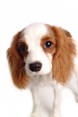 포토 JPG 스튜디오촬영 동물 척추동물 한마리 육지동물 반려견 포유류 사람없음 반려동물 스패니얼 개 강아지 반려 캐벌리어킹찰스스파니엘 국내포토 1 실내 킹찰스스패니얼 파일형식
