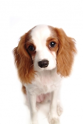 포토 JPG 스튜디오촬영 동물 척추동물 한마리 육지동물 반려견 포유류 사람없음 반려동물 스패니얼 개 강아지 반려 캐벌리어킹찰스스파니엘 국내포토 1 실내 킹찰스스패니얼 파일형식