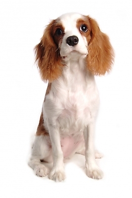 포토 JPG 스튜디오촬영 동물 척추동물 한마리 육지동물 반려견 포유류 사람없음 반려동물 스패니얼 개 강아지 반려 캐벌리어킹찰스스파니엘 국내포토 1 실내 킹찰스스패니얼 파일형식