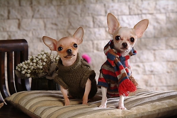 포토 JPG 식물 동물 척추동물 육지동물 꽃 반려견 가구 두마리 포유류 실내 사람없음 반려동물 침대 개 강아지 애견용품 치와와 강아지침대 강아지옷 반려 국내포토 반려용품 생활용품 2 내부 오브젝트 파일형식