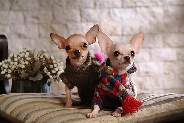 포토 JPG 식물 동물 척추동물 육지동물 꽃 반려견 가구 두마리 포유류 실내 사람없음 반려동물 침대 개 강아지 애견용품 치와와 강아지침대 강아지옷 반려 국내포토 반려용품 생활용품 2 내부 오브젝트 파일형식