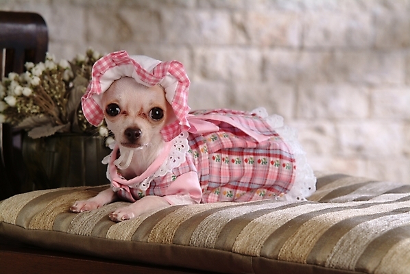 포토 JPG 식물 동물 척추동물 한마리 육지동물 꽃 반려견 가구 포유류 실내 사람없음 반려동물 침대 개 강아지 애견용품 치와와 강아지침대 강아지옷 반려 국내포토 반려용품 1 생활용품 내부 오브젝트 파일형식