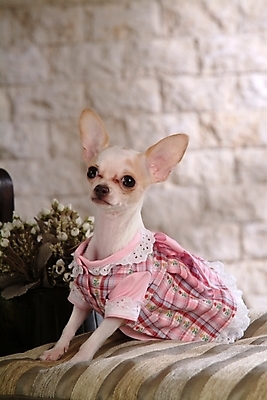 포토 JPG 식물 동물 척추동물 한마리 육지동물 꽃 반려견 가구 포유류 실내 사람없음 반려동물 침대 개 강아지 애견용품 치와와 강아지침대 강아지옷 반려 국내포토 반려용품 1 생활용품 내부 오브젝트 파일형식