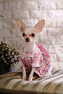 포토 JPG 식물 동물 척추동물 한마리 육지동물 꽃 반려견 가구 포유류 실내 사람없음 반려동물 침대 개 강아지 애견용품 치와와 강아지침대 강아지옷 반려 국내포토 반려용품 1 생활용품 내부 오브젝트 파일형식