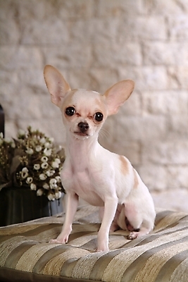 포토 JPG 식물 동물 척추동물 한마리 육지동물 꽃 반려견 가구 포유류 실내 사람없음 반려동물 침대 개 강아지 치와와 강아지침대 반려 국내포토 1 생활용품 내부 애견용품 파일형식