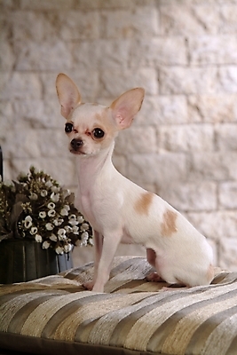 포토 JPG 식물 동물 척추동물 한마리 육지동물 꽃 반려견 가구 포유류 실내 사람없음 반려동물 침대 개 강아지 치와와 강아지침대 반려 국내포토 1 생활용품 내부 애견용품 파일형식