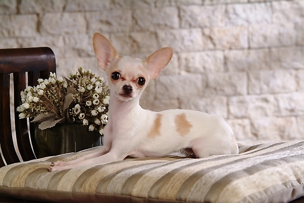 포토 JPG 식물 동물 척추동물 한마리 육지동물 꽃 반려견 가구 포유류 실내 사람없음 반려동물 침대 개 강아지 치와와 강아지침대 반려 국내포토 1 생활용품 내부 애견용품 파일형식