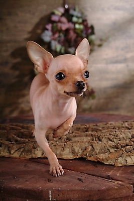 포토 JPG 동물 척추동물 한마리 육지동물 반려견 포유류 실내 사람없음 반려동물 개 강아지 치와와 반려 국내포토 1 내부 파일형식