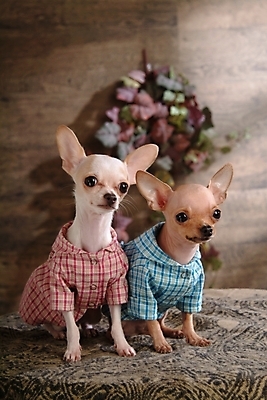 포토 JPG 동물 척추동물 육지동물 반려견 두마리 포유류 실내 사람없음 반려동물 개 강아지 애견용품 치와와 강아지옷 반려 국내포토 반려용품 2 내부 오브젝트 파일형식