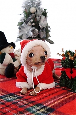 포토 JPG 동물 척추동물 한마리 육지동물 기념일 반려견 인형 크리스마스장식 크리스마스 포유류 산타옷 실내 사람없음 반려동물 크리스마스트리 산타클로스 개 강아지 치와와 강아지옷 반려 국내포토 1 옷 이벤트 내부 애견용품 파일형식