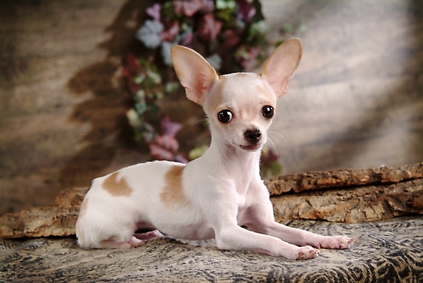 포토 JPG 동물 척추동물 한마리 육지동물 반려견 포유류 실내 사람없음 반려동물 개 강아지 치와와 반려 국내포토 1 내부 파일형식