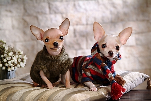 포토 JPG 식물 동물 척추동물 육지동물 꽃 반려견 두마리 포유류 실내 방석 사람없음 반려동물 개 강아지 애견용품 치와와 강아지옷 반려 국내포토 반려용품 2 내부 오브젝트 파일형식