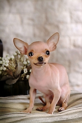 포토 JPG 식물 동물 척추동물 한마리 육지동물 꽃 반려견 포유류 실내 사람없음 반려동물 개 강아지 치와와 반려 국내포토 1 내부 파일형식