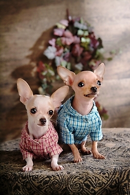 포토 JPG 동물 척추동물 육지동물 반려견 두마리 포유류 실내 사람없음 반려동물 개 강아지 애견용품 치와와 강아지옷 반려 국내포토 반려용품 2 내부 오브젝트 파일형식