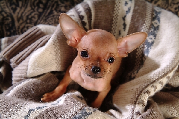 포토 JPG 동물 척추동물 한마리 육지동물 반려견 포유류 실내 사람없음 반려동물 개 강아지 치와와 반려 국내포토 1 내부 파일형식