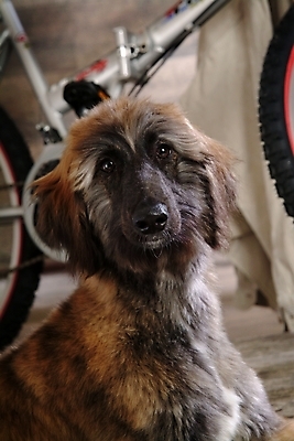 포토 JPG 동물 척추동물 한마리 육지동물 반려견 포유류 실내 사람없음 반려동물 자전거 개 강아지 대형견 아프간하운드 반려 국내포토 1 내부 바이크 하운드 파일형식