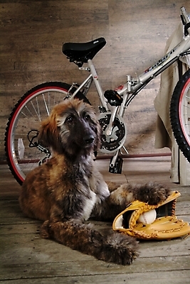 포토 JPG 동물 척추동물 한마리 육지동물 반려견 스포츠용품 공 포유류 실내 사람없음 반려동물 자전거 글러브 야구글러브 개 강아지 야구공 대형견 아프간하운드 반려 국내포토 1 스포츠 장갑 내부 바이크 야구용품 오브젝트 하운드 파일형식