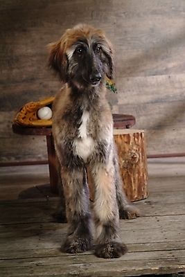 포토 JPG 나무 식물 동물 척추동물 한마리 육지동물 꽃 반려견 스포츠용품 공 포유류 탁자 해바라기 실내 사람없음 반려동물 글러브 야구글러브 개 강아지 야구공 대형견 아프간하운드 반려 국내포토 1 스포츠 가구 장갑 내부 야구용품 오브젝트 하운드 파일형식