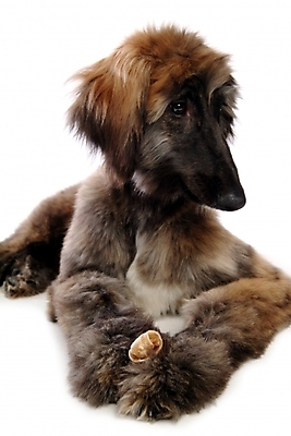 포토 JPG 스튜디오촬영 동물 척추동물 한마리 육지동물 반려견 포유류 뼈 사람없음 반려동물 개 강아지 대형견 아프간하운드 개껌 반려 국내포토 1 실내 하운드 파일형식