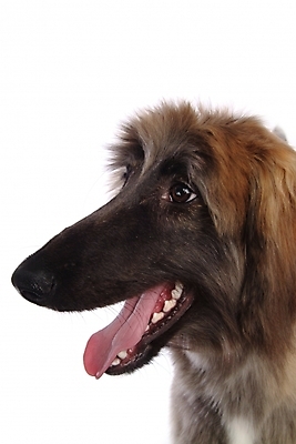 포토 JPG 스튜디오촬영 동물 척추동물 한마리 육지동물 반려견 포유류 사람없음 반려동물 개 강아지 대형견 아프간하운드 반려 국내포토 1 실내 하운드 파일형식