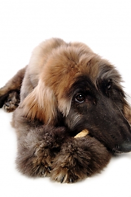 포토 JPG 스튜디오촬영 동물 척추동물 한마리 육지동물 반려견 포유류 사람없음 반려동물 개 강아지 대형견 아프간하운드 개껌 반려 국내포토 1 실내 하운드 파일형식