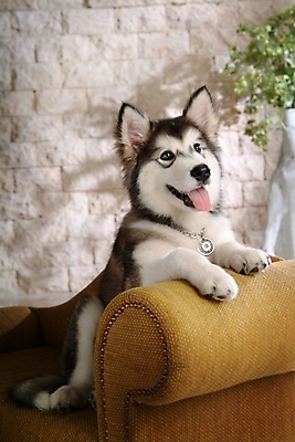 포토 JPG 식물 동물 척추동물 한마리 육지동물 화분 반려견 의자 포유류 실내 사람없음 반려동물 소파 개 강아지 썰매개 알래스칸말라뮤트 말라비 반려 국내포토 1 가구 내부 파일형식