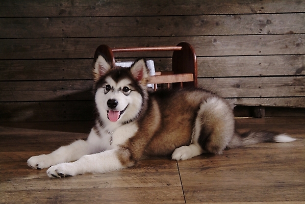 포토 JPG 동물 척추동물 한마리 육지동물 반려견 포유류 실내 사람없음 반려동물 개 강아지 썰매개 알래스칸말라뮤트 말라비 반려 국내포토 1 내부 파일형식