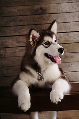 포토 JPG 동물 척추동물 한마리 육지동물 반려견 포유류 실내 사람없음 반려동물 개 강아지 썰매개 알래스칸말라뮤트 말라비 반려 국내포토 1 내부 파일형식