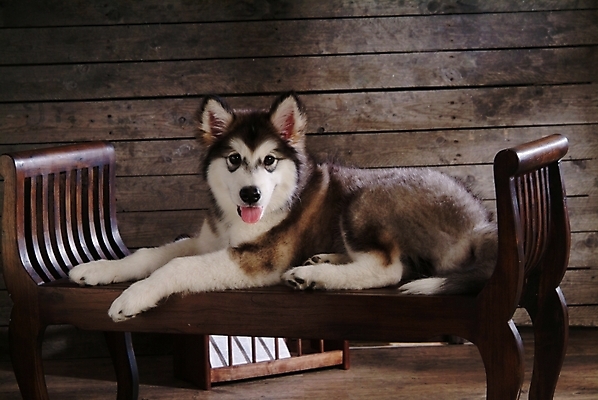 포토 JPG 동물 척추동물 한마리 육지동물 반려견 가구 포유류 실내 사람없음 반려동물 침대 개 강아지 썰매개 알래스칸말라뮤트 말라비 강아지침대 반려 국내포토 1 생활용품 내부 애견용품 파일형식