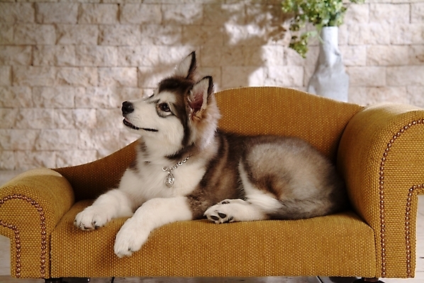 포토 JPG 식물 동물 척추동물 한마리 육지동물 화분 반려견 의자 포유류 실내 사람없음 반려동물 소파 개 강아지 썰매개 알래스칸말라뮤트 말라비 반려 국내포토 1 가구 내부 파일형식