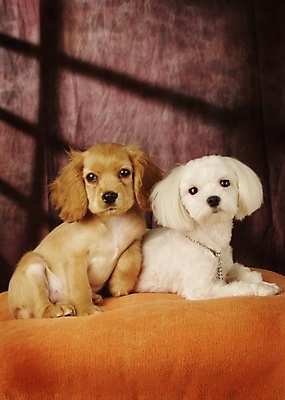 포토 JPG 동물 척추동물 육지동물 반려견 두마리 포유류 실내 사람없음 반려동물 코커스패니얼 스패니얼 말티즈 개 강아지 아메리칸코커스패니얼 반려 국내포토 2 내부 파일형식