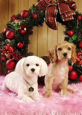 포토 JPG 동물 척추동물 육지동물 반려견 크리스마스장식 크리스마스 두마리 포유류 실내 사람없음 장식 반려동물 화환 코커스패니얼 스패니얼 말티즈 개 강아지 아메리칸코커스패니얼 반려 국내포토 기념일 꽃 2 내부 파일형식