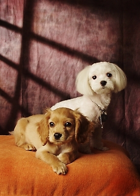 포토 JPG 동물 척추동물 육지동물 반려견 두마리 포유류 실내 사람없음 반려동물 코커스패니얼 스패니얼 말티즈 개 강아지 아메리칸코커스패니얼 반려 국내포토 2 내부 파일형식