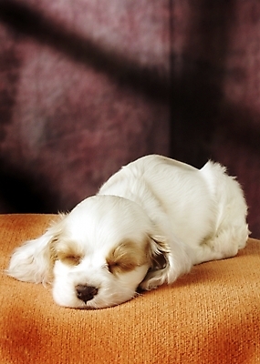 포토 JPG 동물 척추동물 한마리 육지동물 반려견 포유류 실내 사람없음 반려동물 코커스패니얼 스패니얼 잠 수면 개 강아지 아메리칸코커스패니얼 반려 국내포토 1 내부 물 파일형식