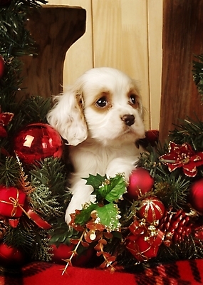 포토 JPG 동물 척추동물 한마리 육지동물 반려견 크리스마스 포유류 실내 사람없음 반려동물 화환 코커스패니얼 스패니얼 개 강아지 아메리칸코커스패니얼 반려 국내포토 1 기념일 꽃 내부 파일형식